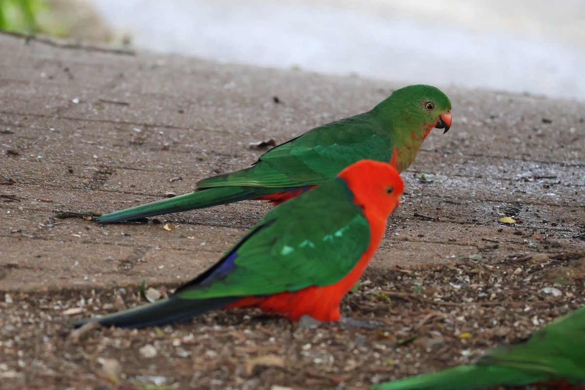 Australian King-Parrot - ML641397920