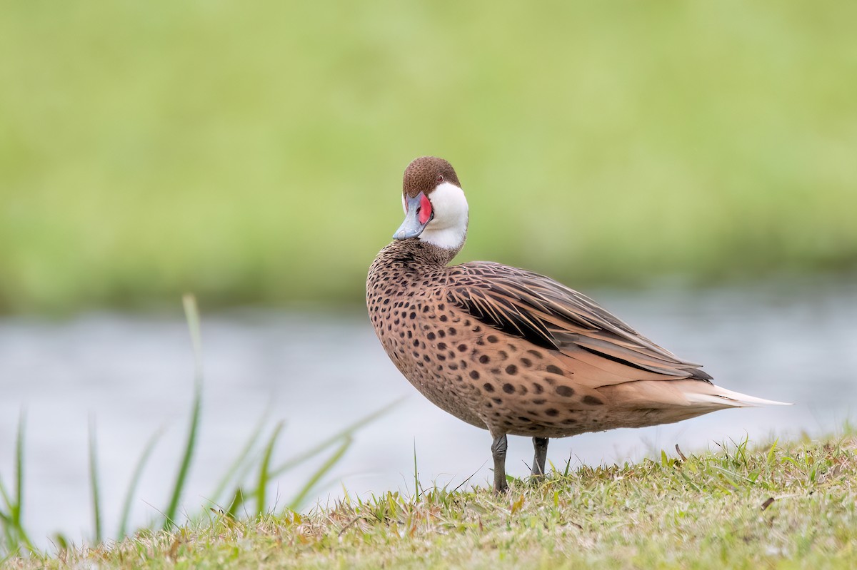 White-cheeked Pintail - ML641397925