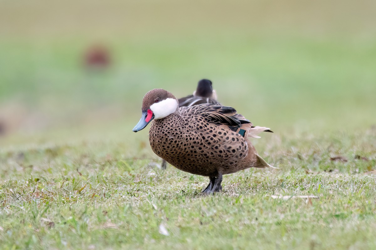 White-cheeked Pintail - ML641397926