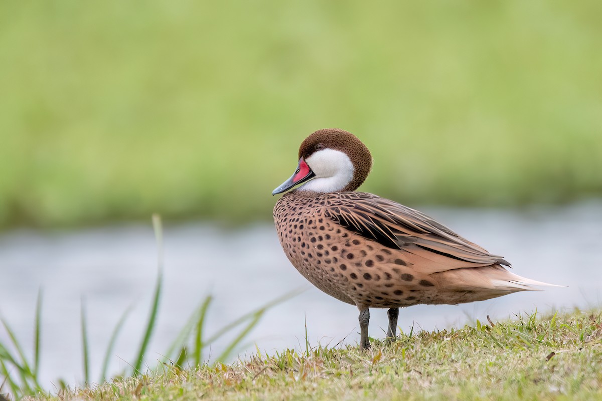 White-cheeked Pintail - ML641397928
