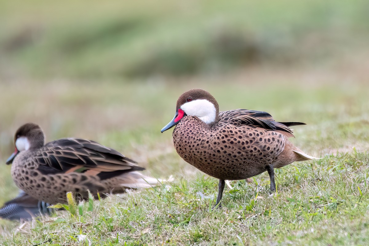 White-cheeked Pintail - ML641397929