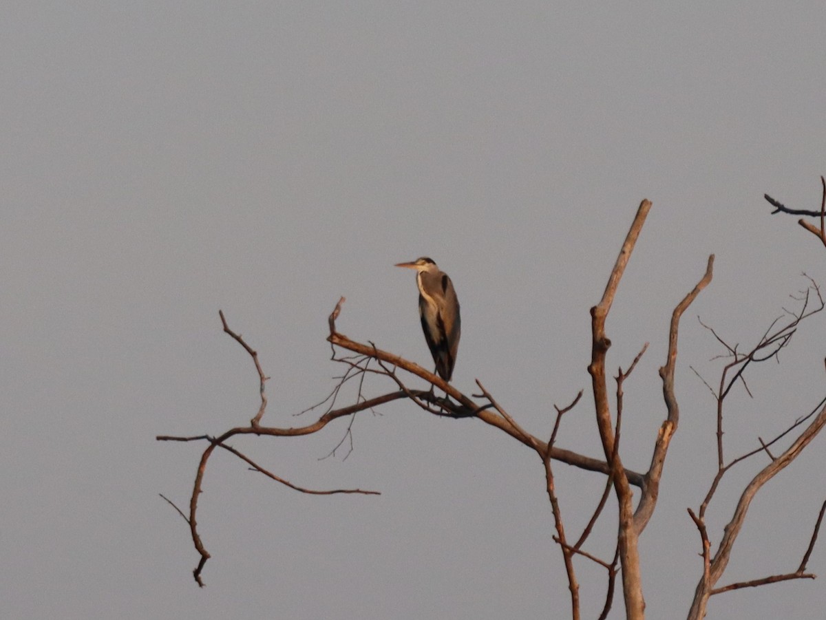 Gray Heron - ML641397932
