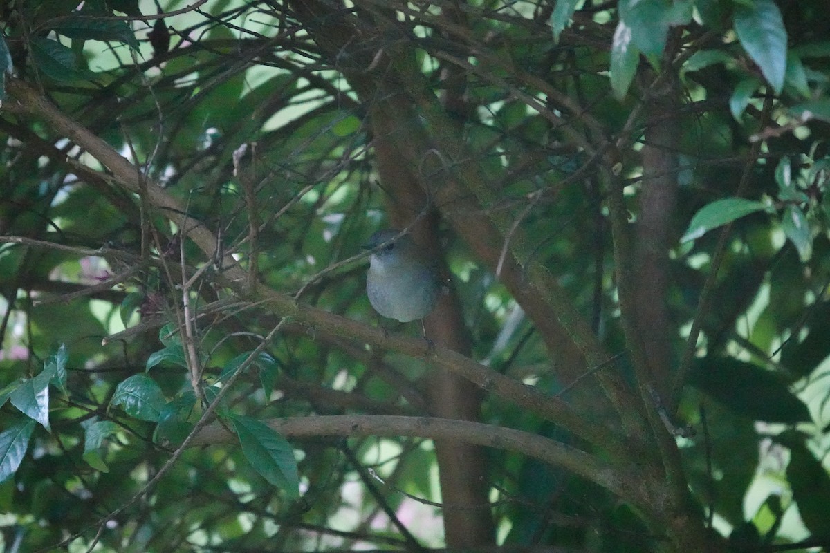 Black-billed Nightingale-Thrush - ML641397933