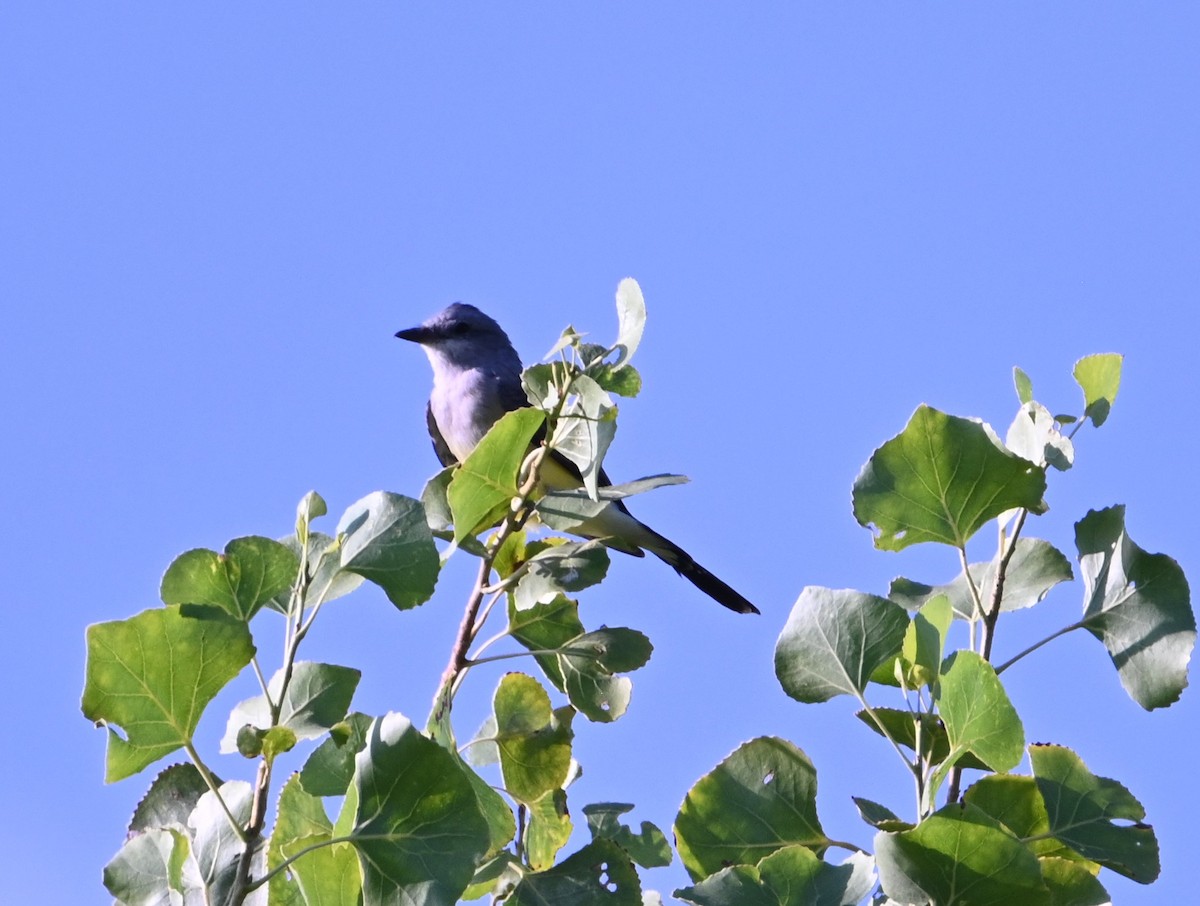 Western Kingbird - ML641397934
