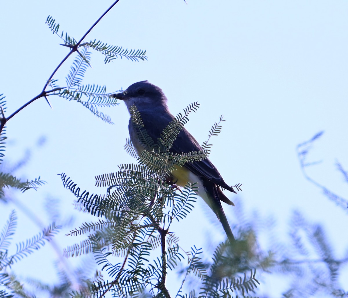 Western Kingbird - ML641397935