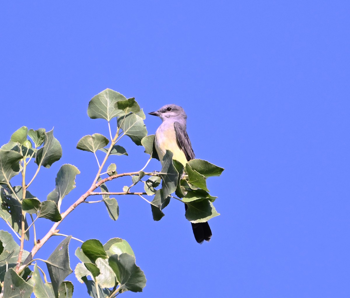 Western Kingbird - ML641397936