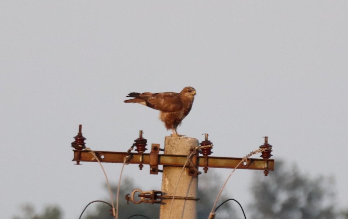 Common Buzzard - ML641397937