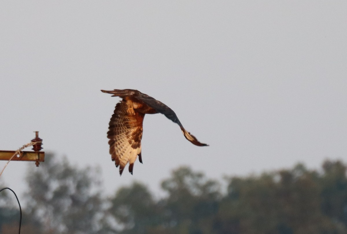 Common Buzzard - ML641397938