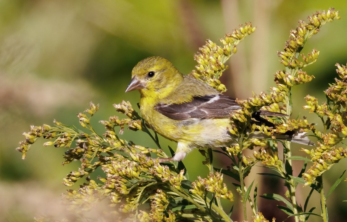 American Goldfinch - ML641397939