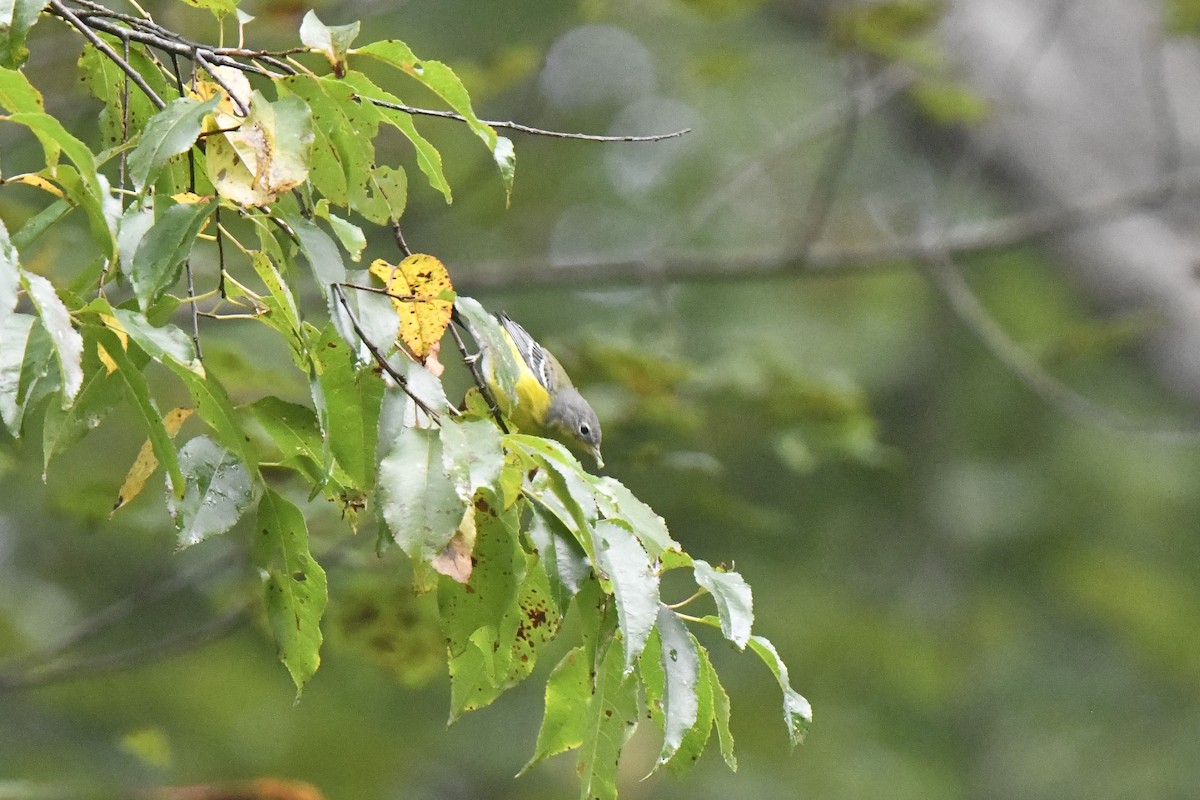 Magnolia Warbler - ML641397940