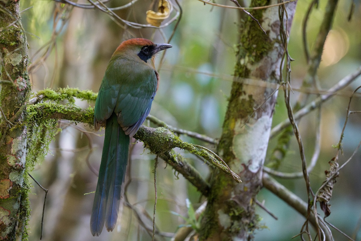 Rufous-capped Motmot - ML641397941