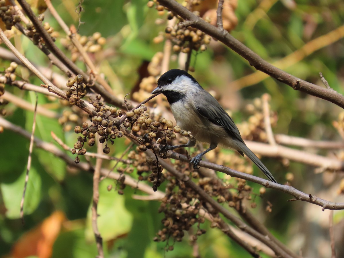 Carolina Chickadee - ML641397947