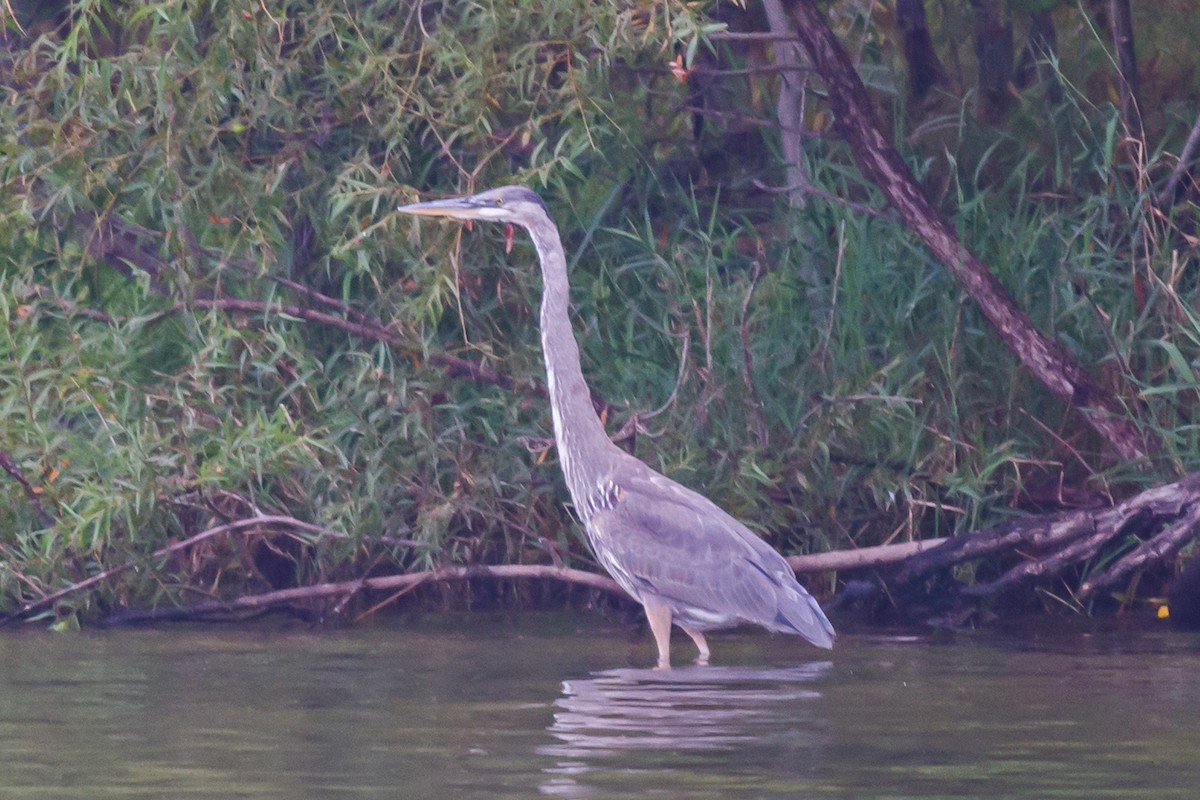 Great Blue Heron - ML641397961