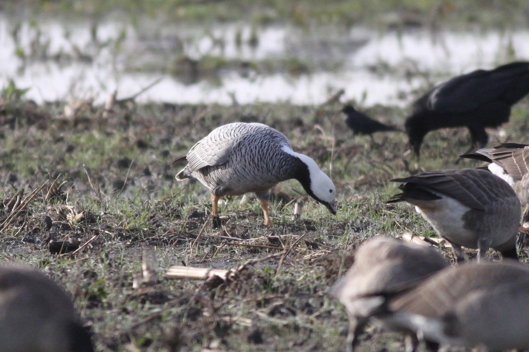 Emperor Goose - ML641397962