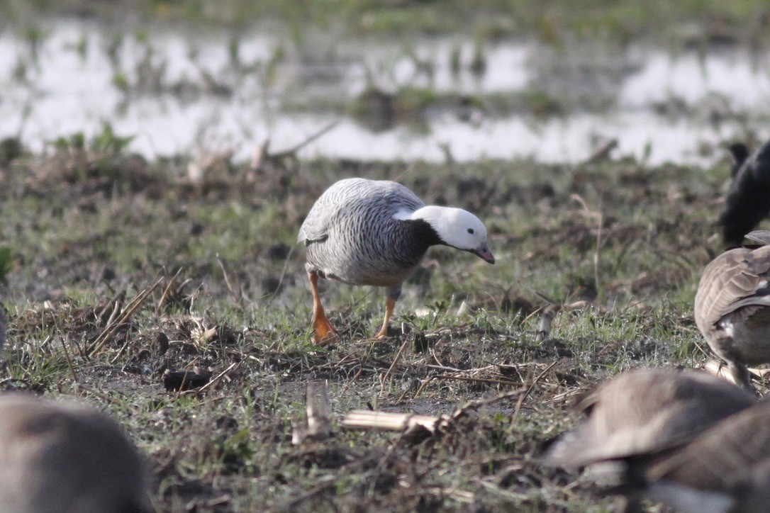 Emperor Goose - ML641397963