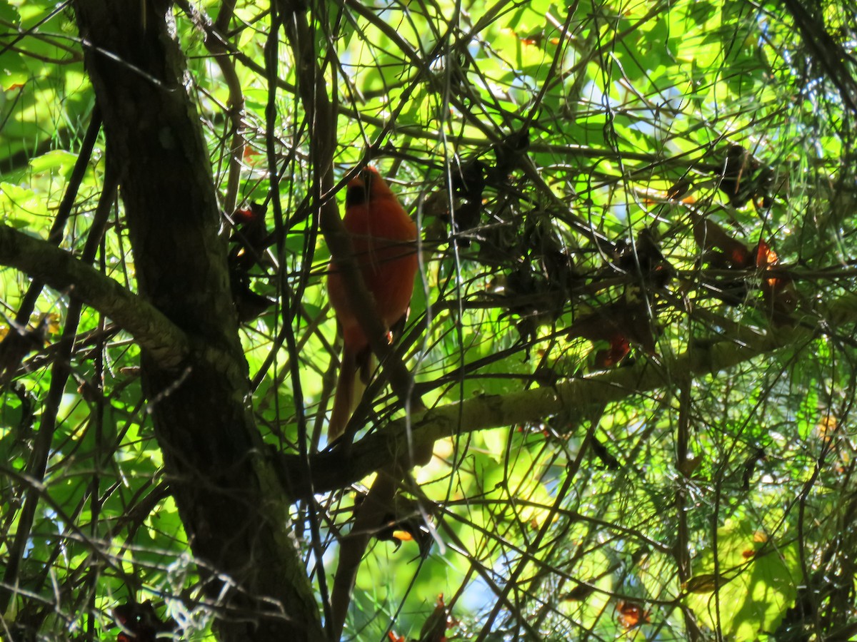 Northern Cardinal - ML641397964