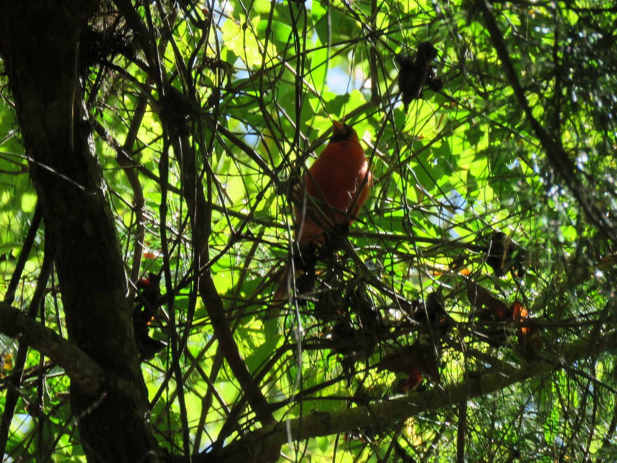 Northern Cardinal - ML641397965