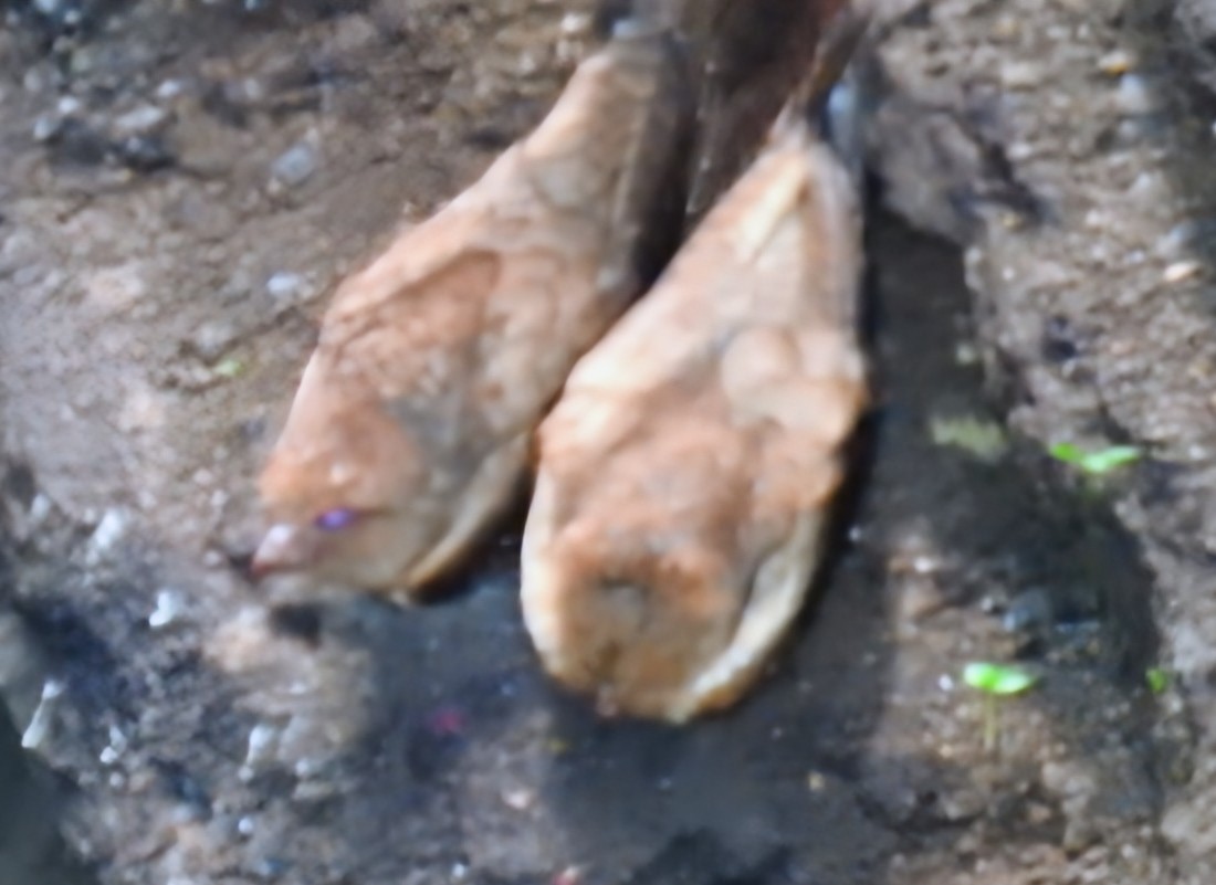 Guacharo des cavernes - ML641398036