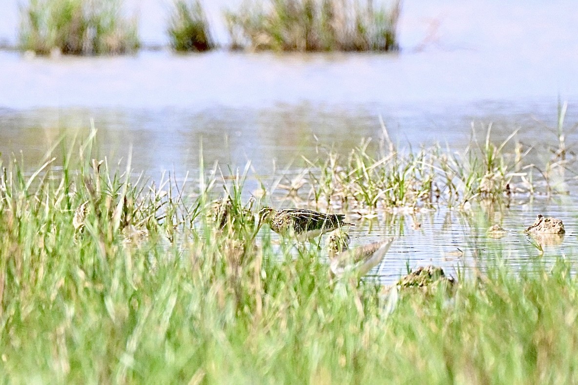 Common Snipe - ML641398050