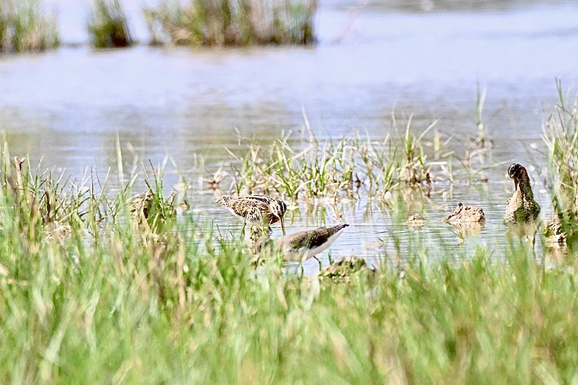 Common Snipe - ML641398051