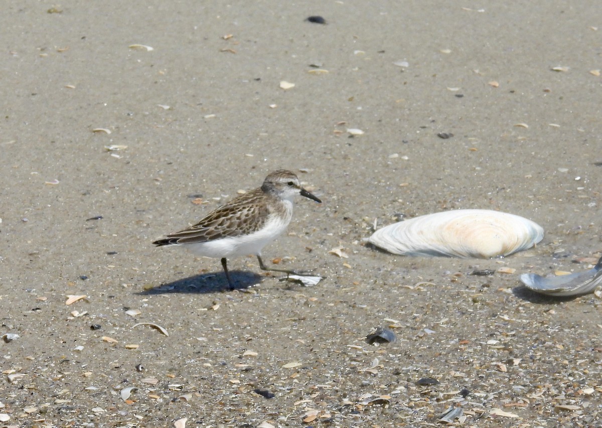 Semipalmated Sandpiper - ML641398055