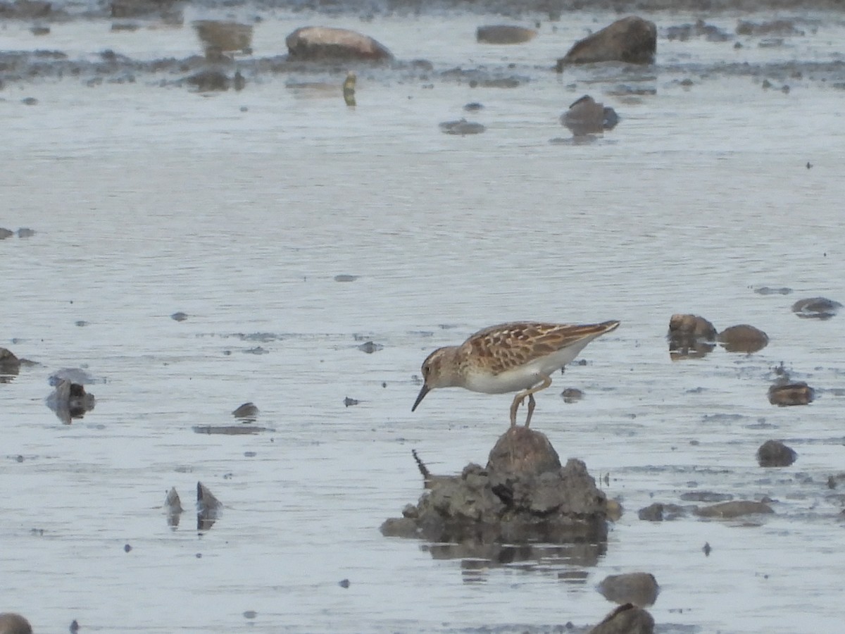 Least Sandpiper - ML641398057