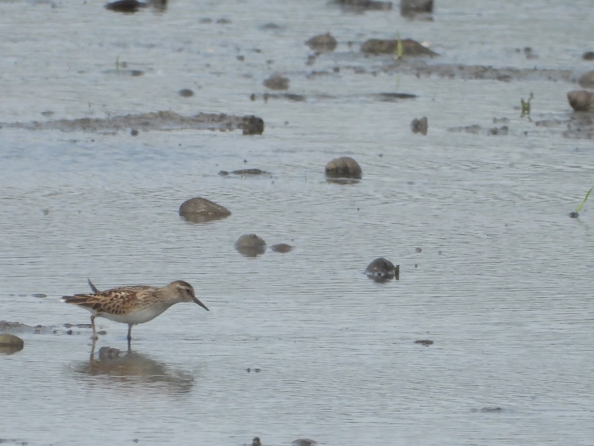 Least Sandpiper - ML641398058