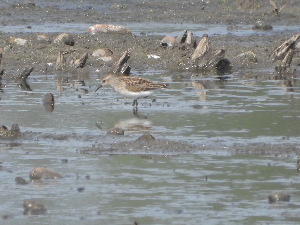 Least Sandpiper - ML641398059