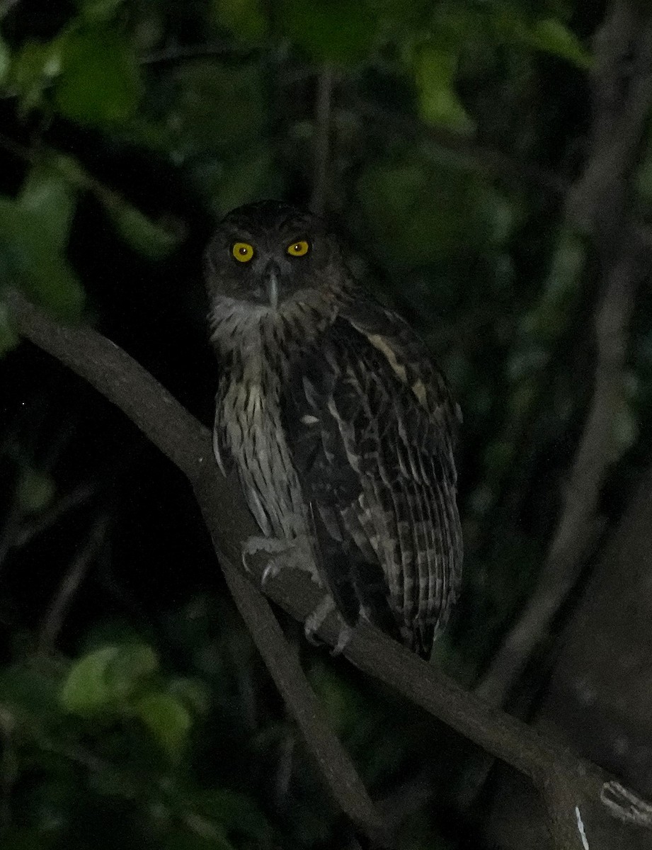 Philippine Eagle-Owl - ML641398064
