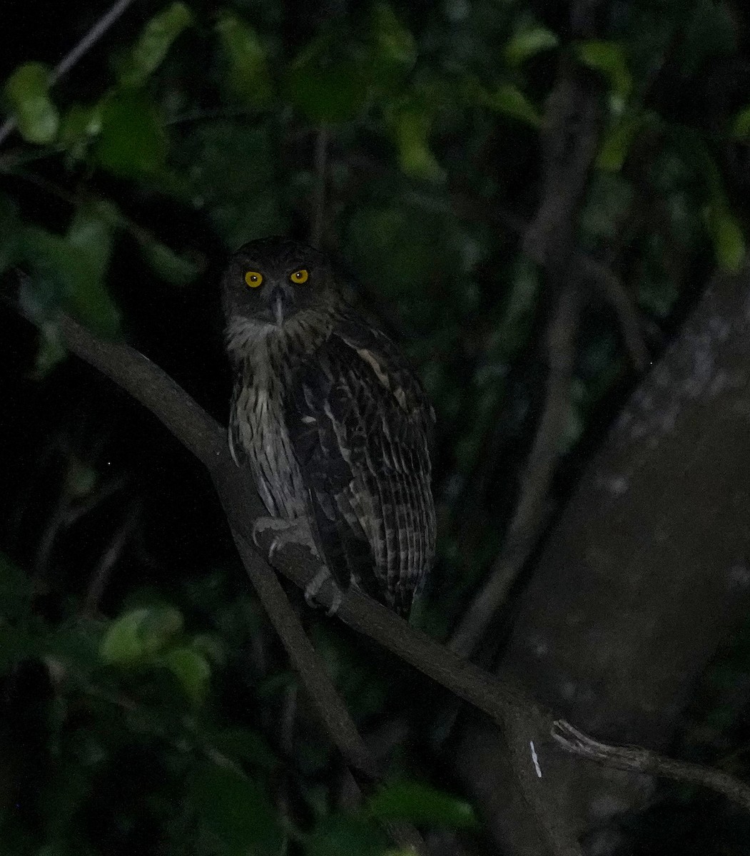 Philippine Eagle-Owl - ML641398065