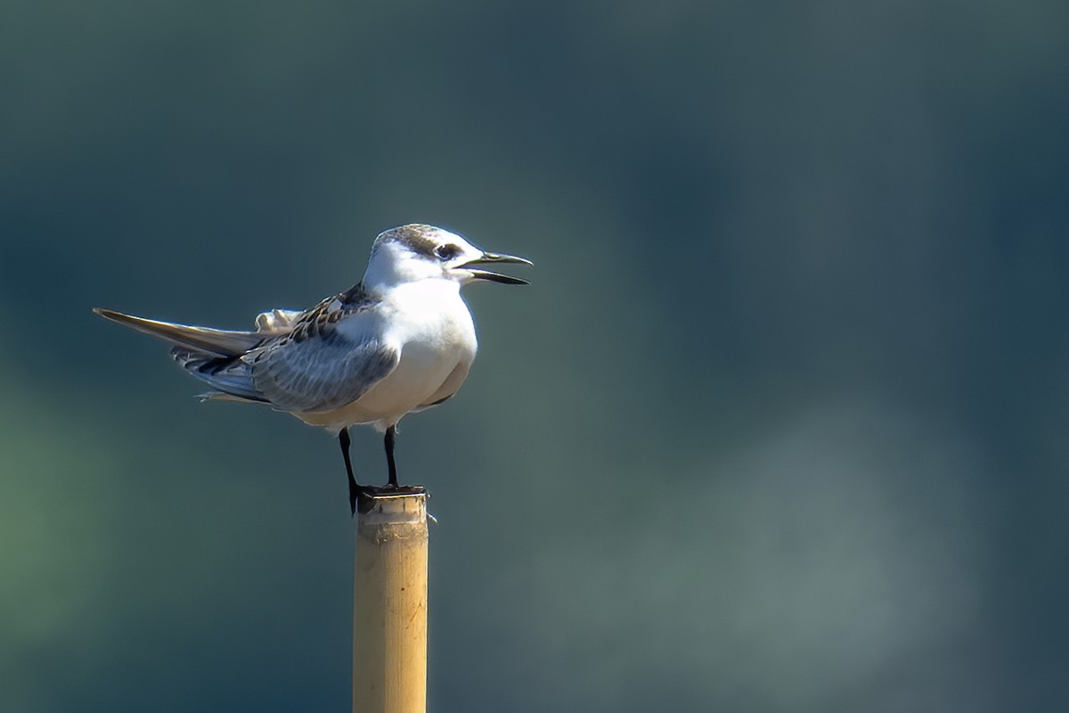 Whiskered Tern - ML641398090