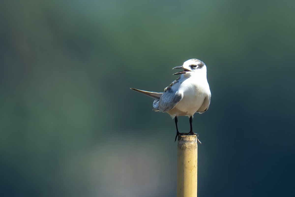 Whiskered Tern - ML641398091