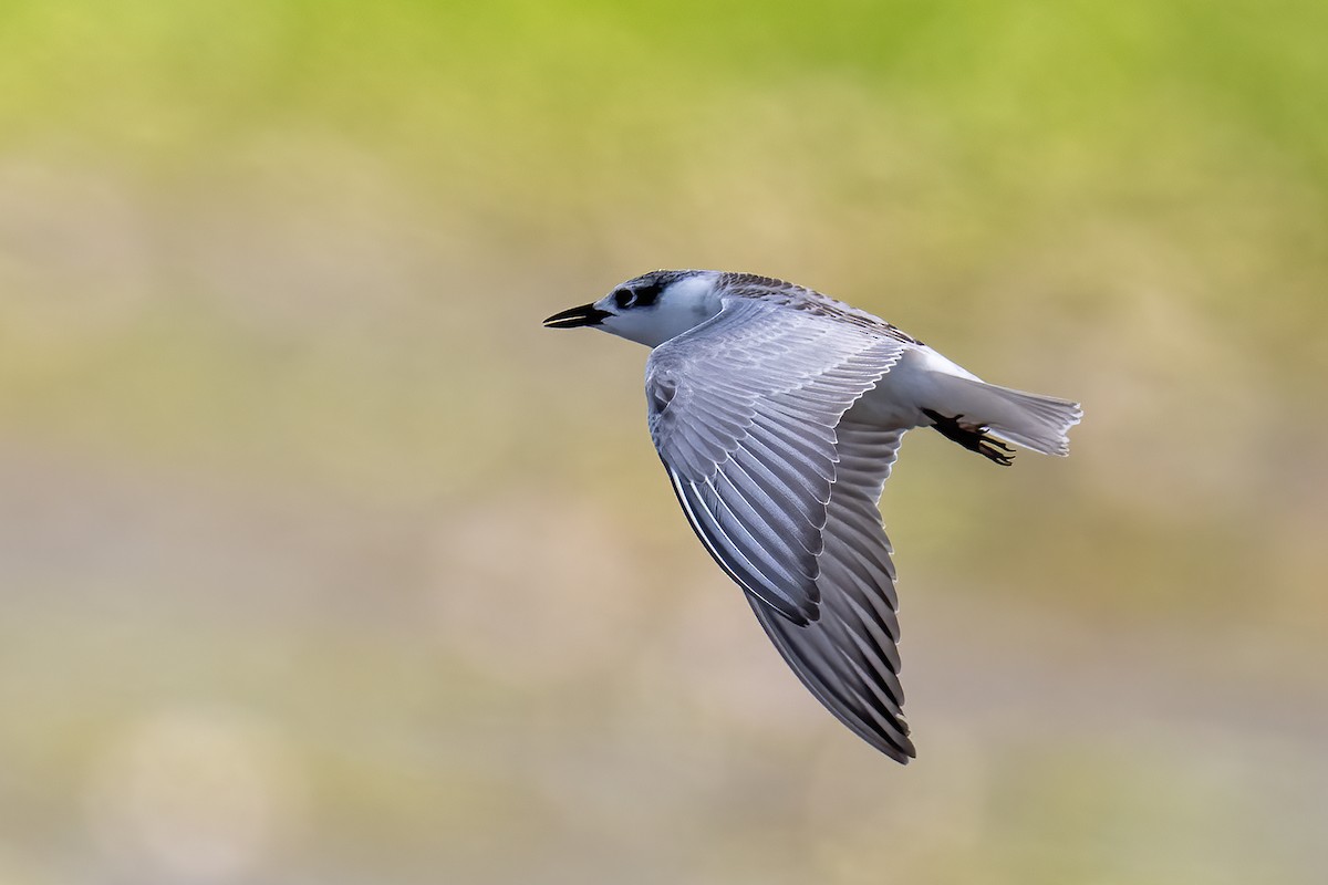 Whiskered Tern - ML641398093