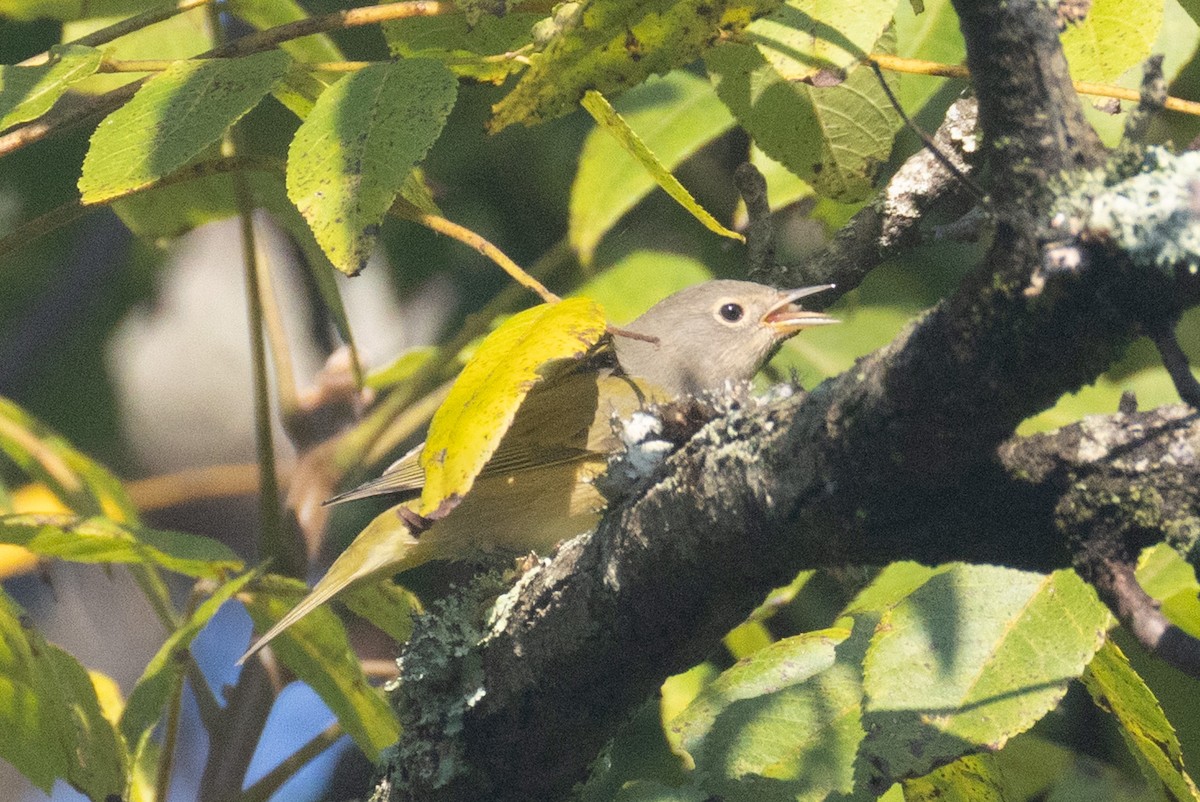 Nashville Warbler - ML641398154