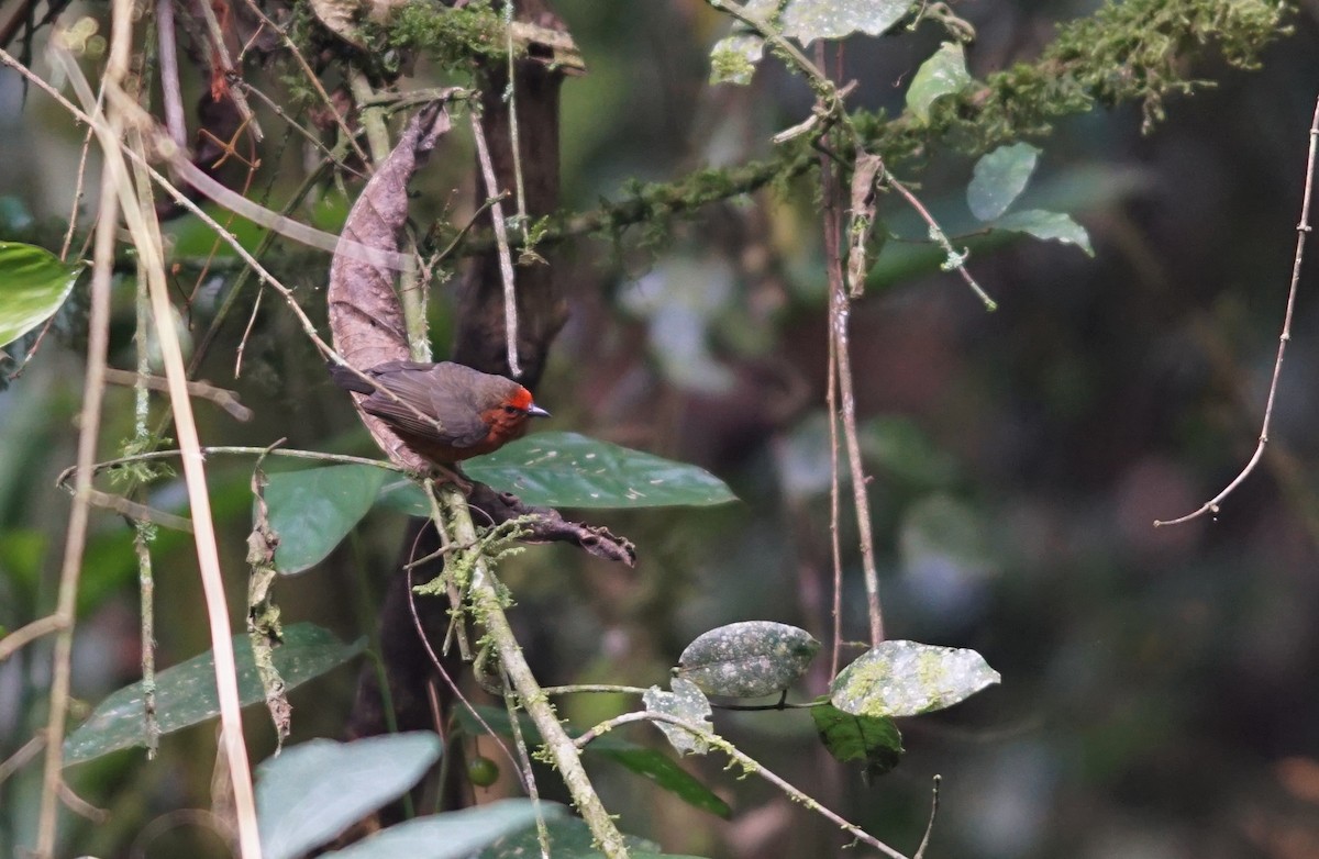 Jameson's Antpecker - ML641398156