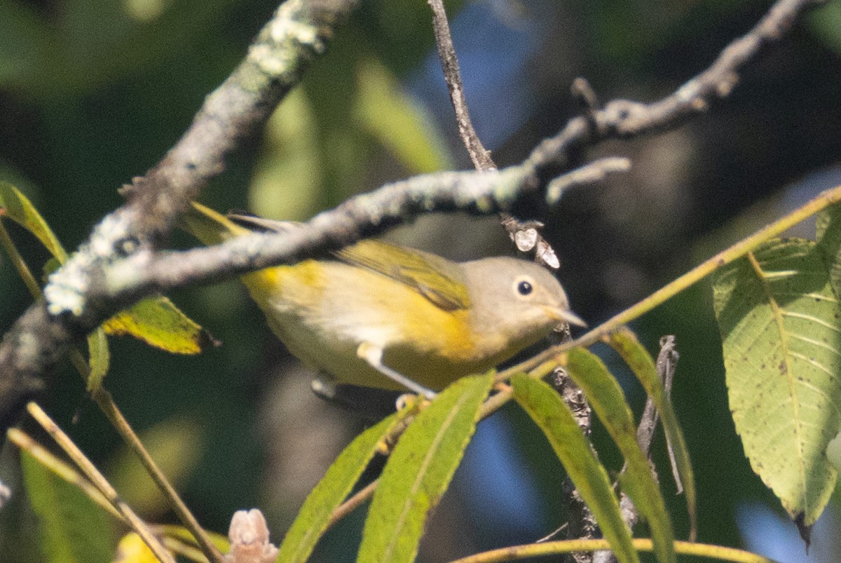 Nashville Warbler - ML641398162