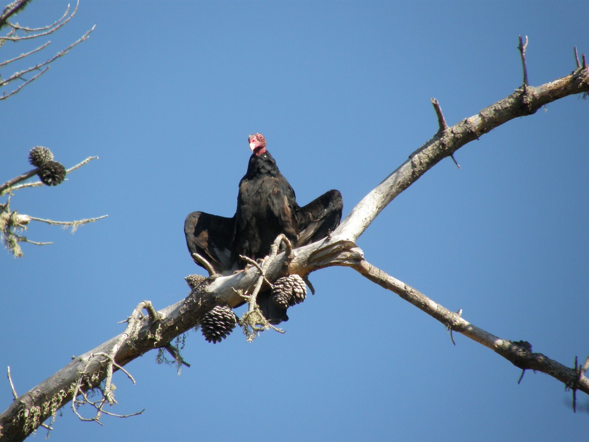 Turkey Vulture - ML641398197