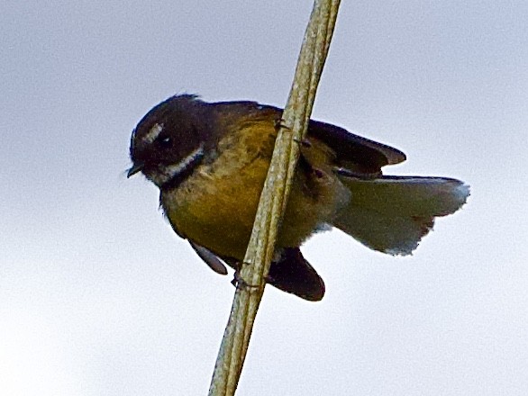 New Zealand Fantail - ML641398205