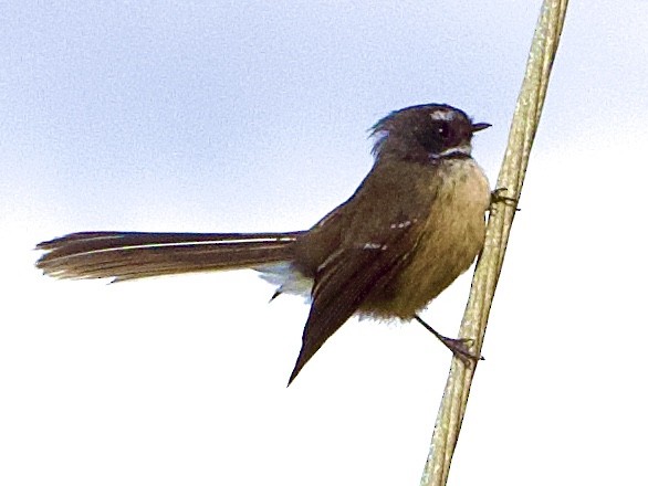 New Zealand Fantail - ML641398206