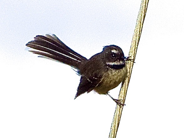 New Zealand Fantail - ML641398208
