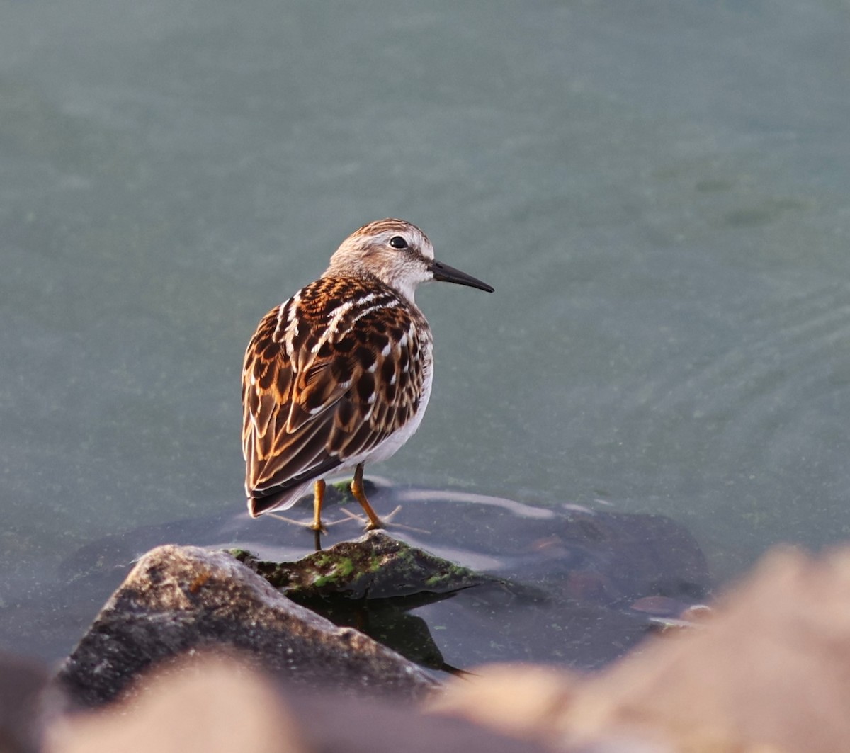 Least Sandpiper - ML641398211