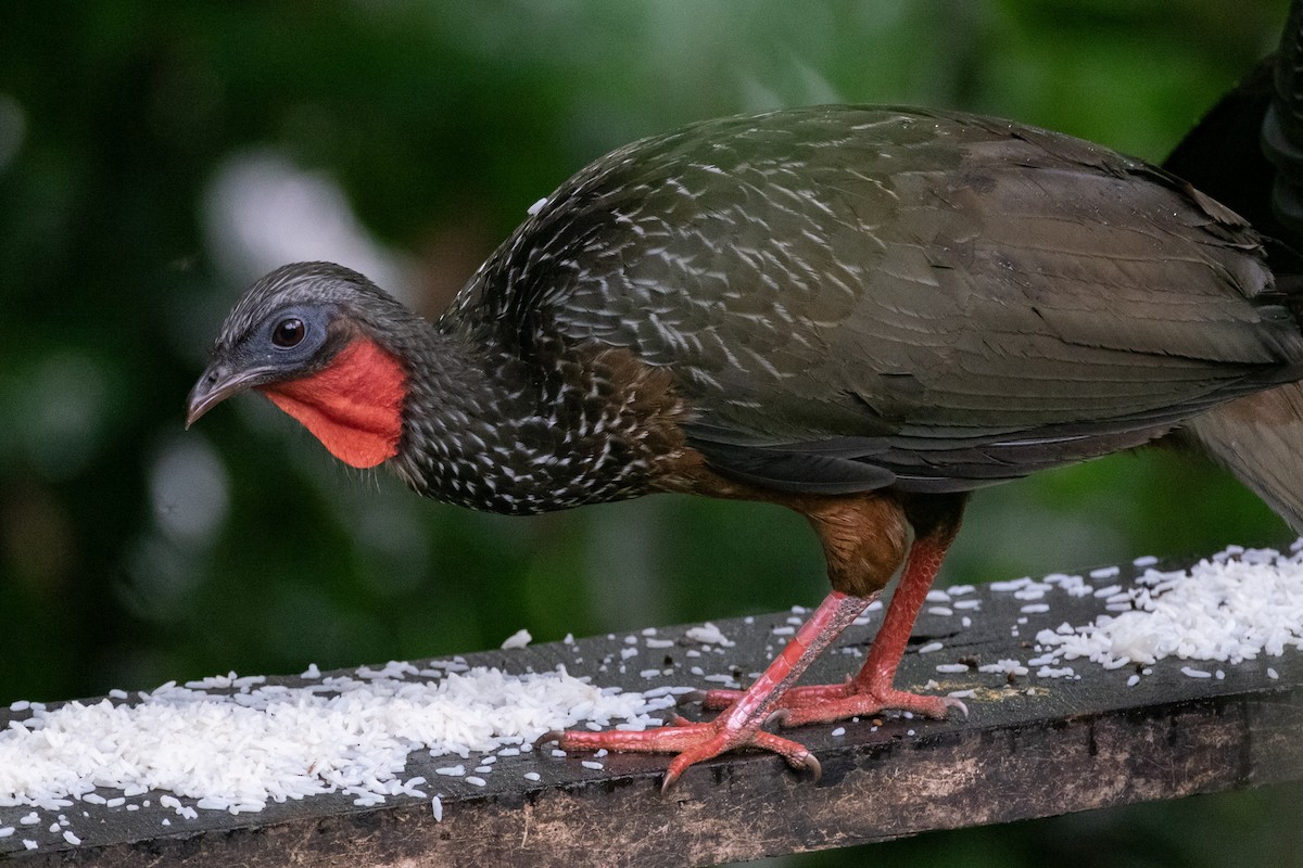 Spix's Guan - ML641398215
