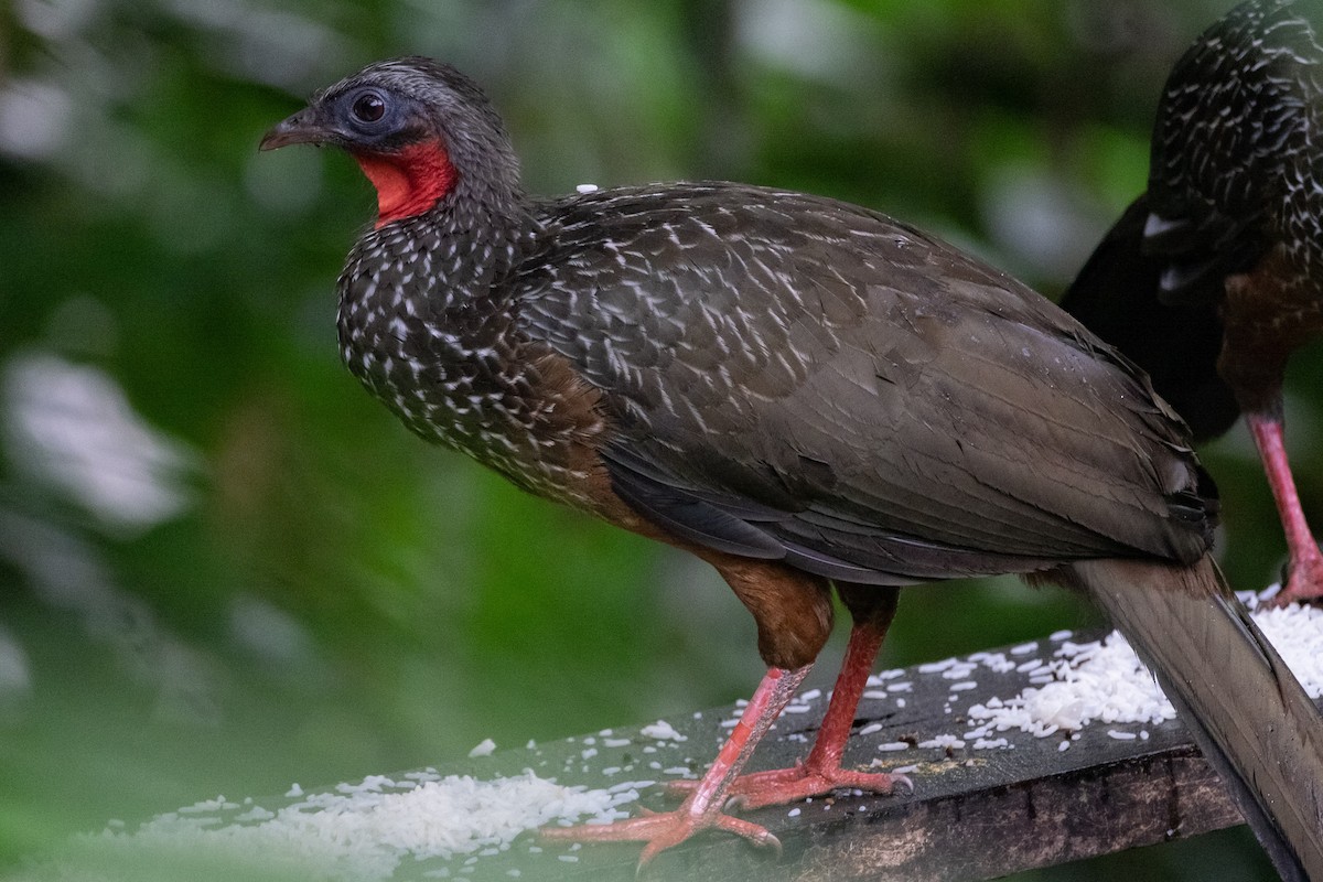 Spix's Guan - ML641398216