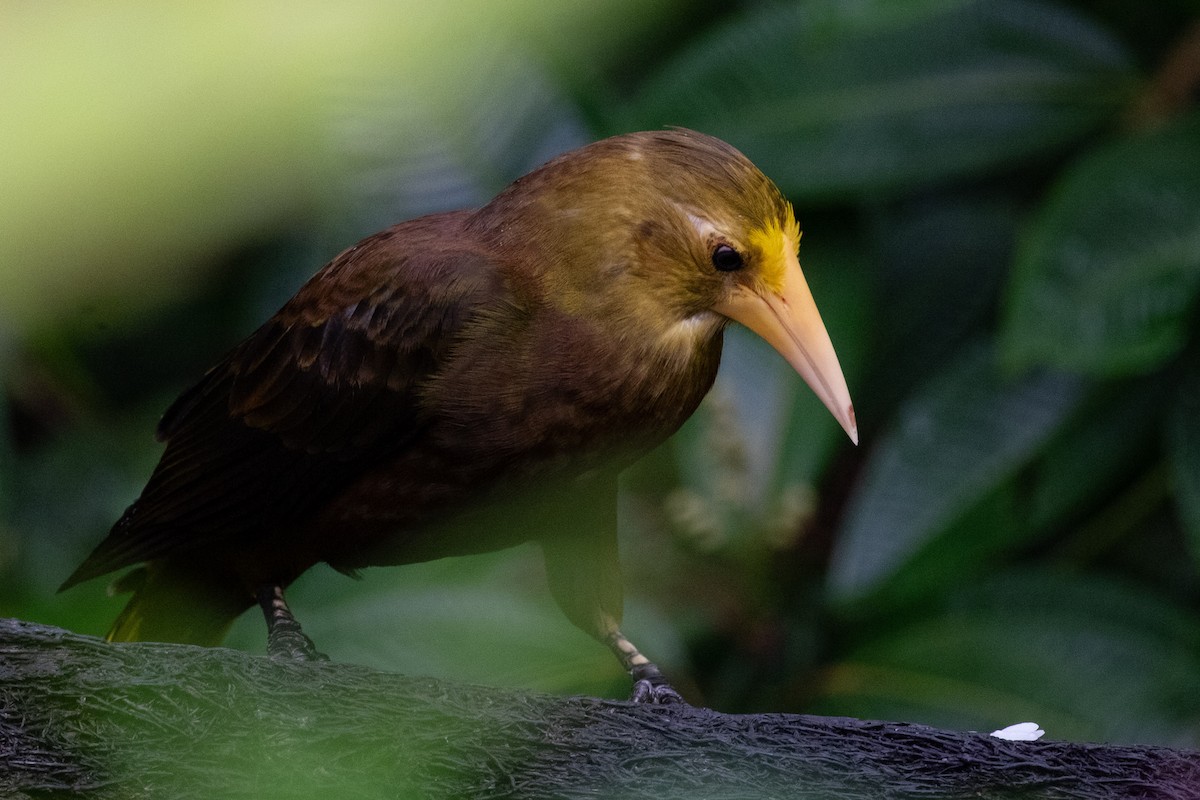 Russet-backed Oropendola - ML641398227