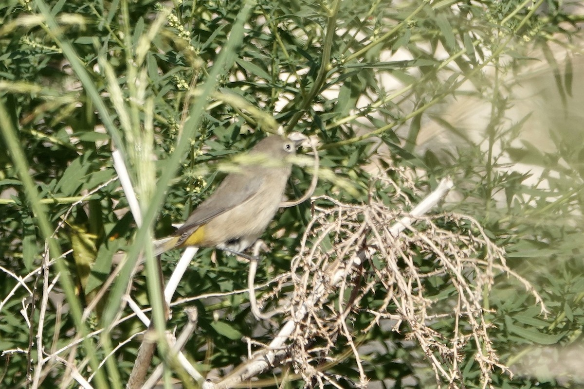 Virginia's Warbler - ML641398233