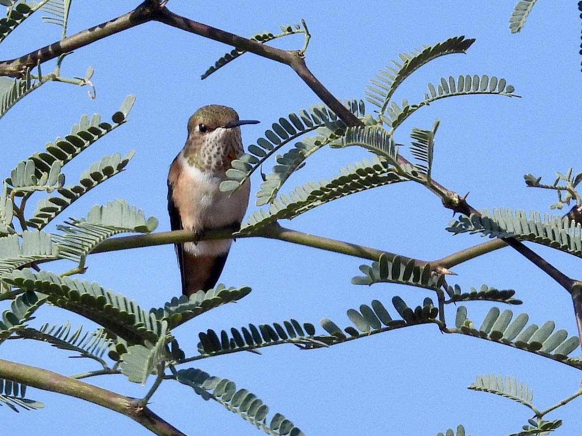 Rufous Hummingbird - ML641398234