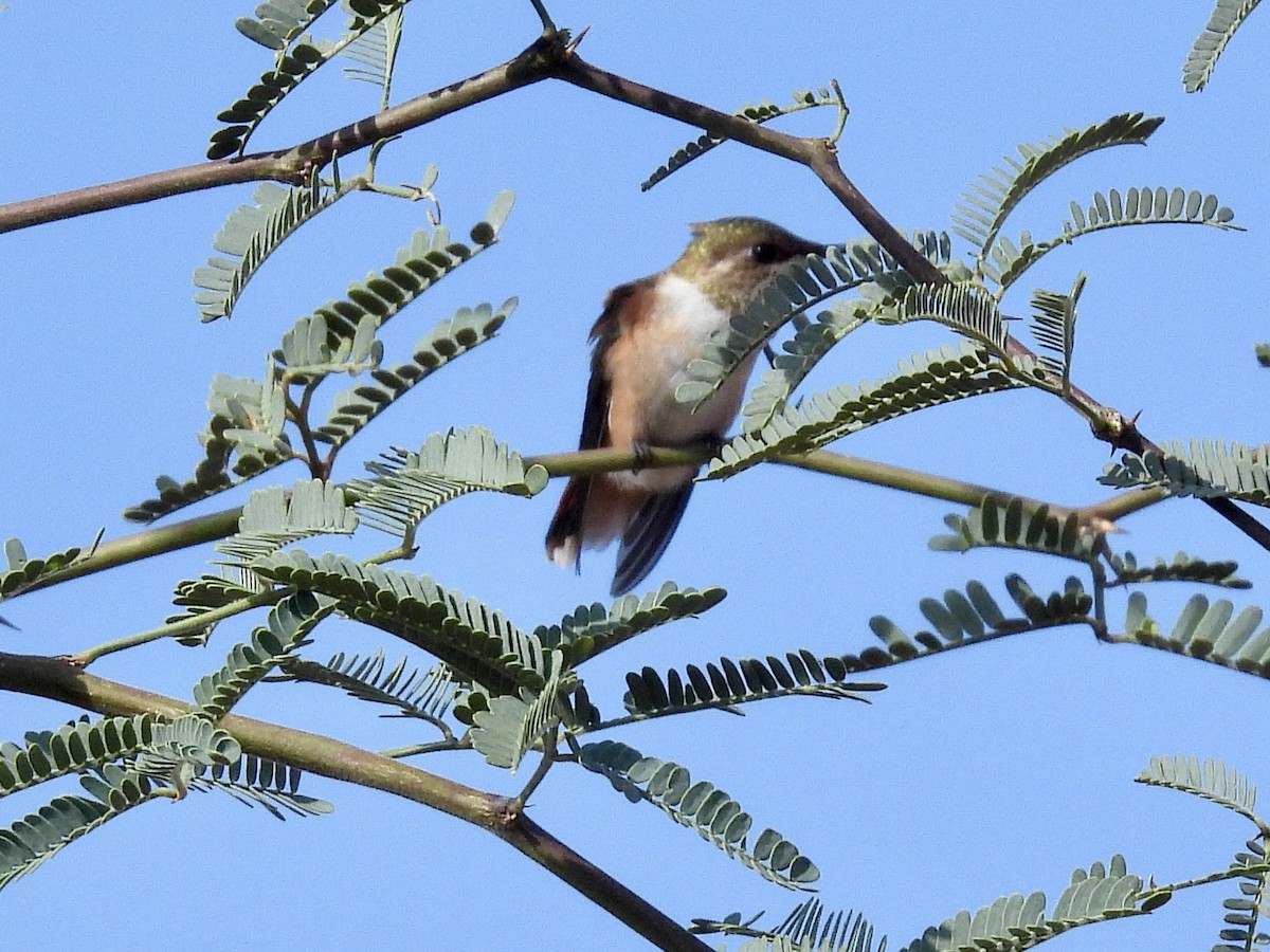 Rufous Hummingbird - ML641398235