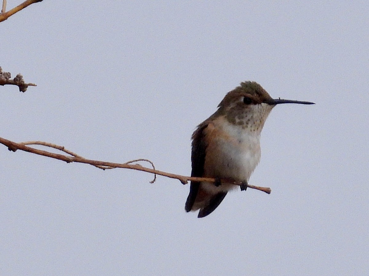 Rufous Hummingbird - ML641398243