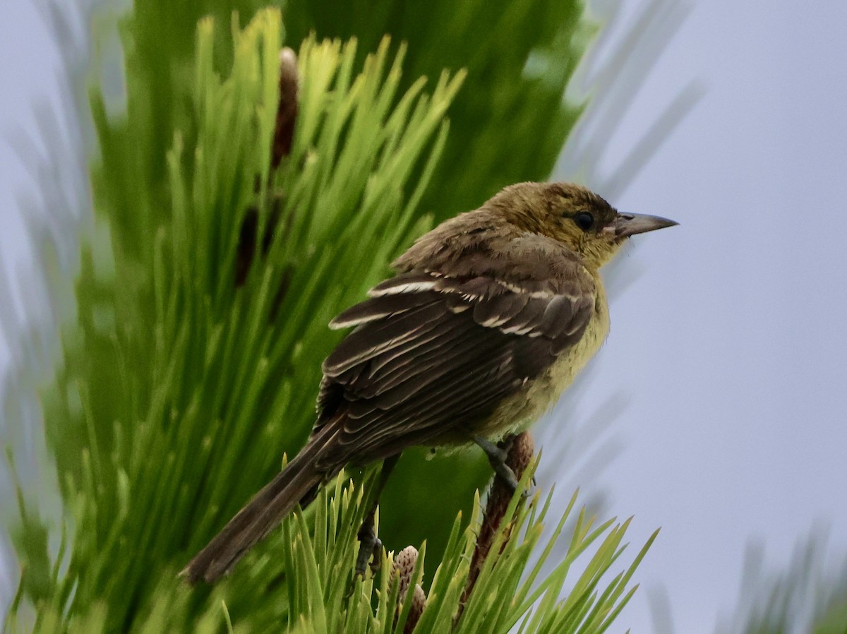 Hooded Oriole - ML641398244