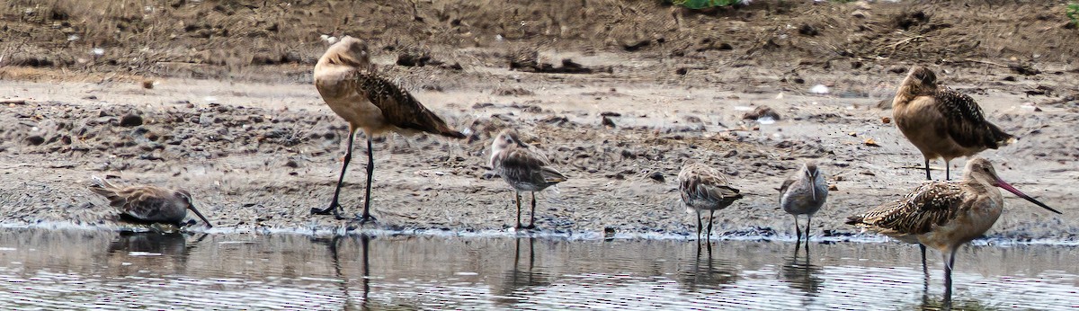 Stilt Sandpiper - ML641398282